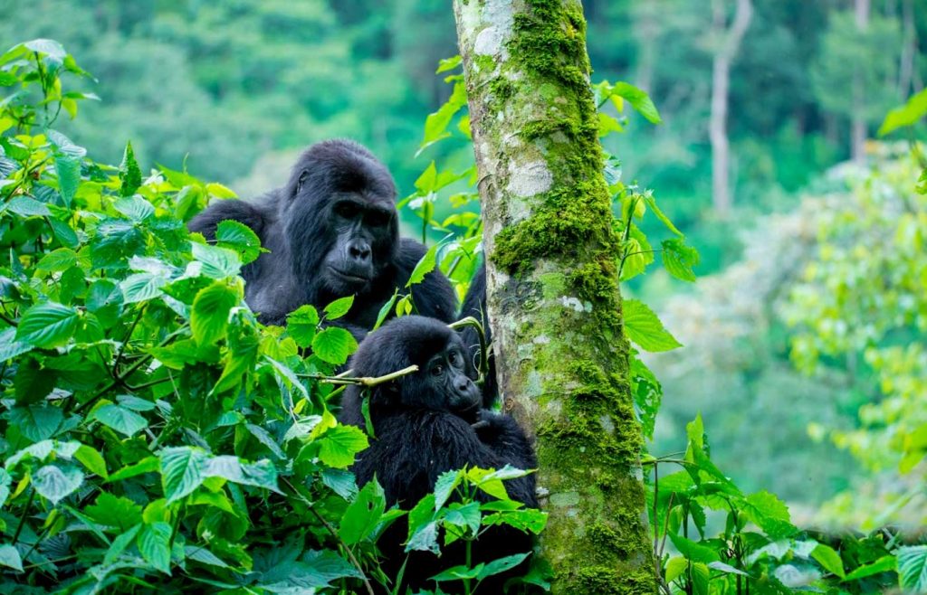 10-days-uganda-gorilla-safari