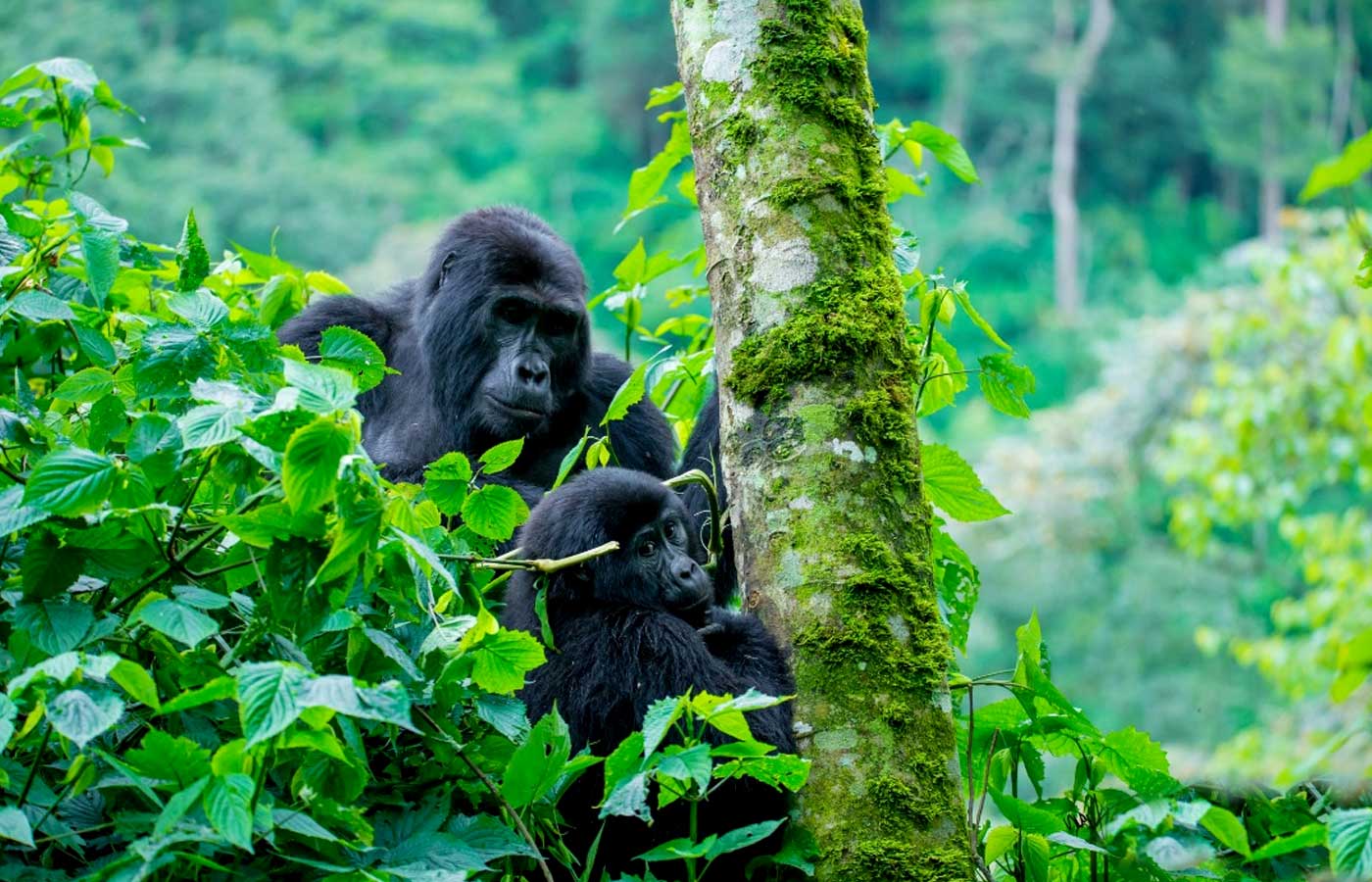 10-days-uganda-gorilla-safari