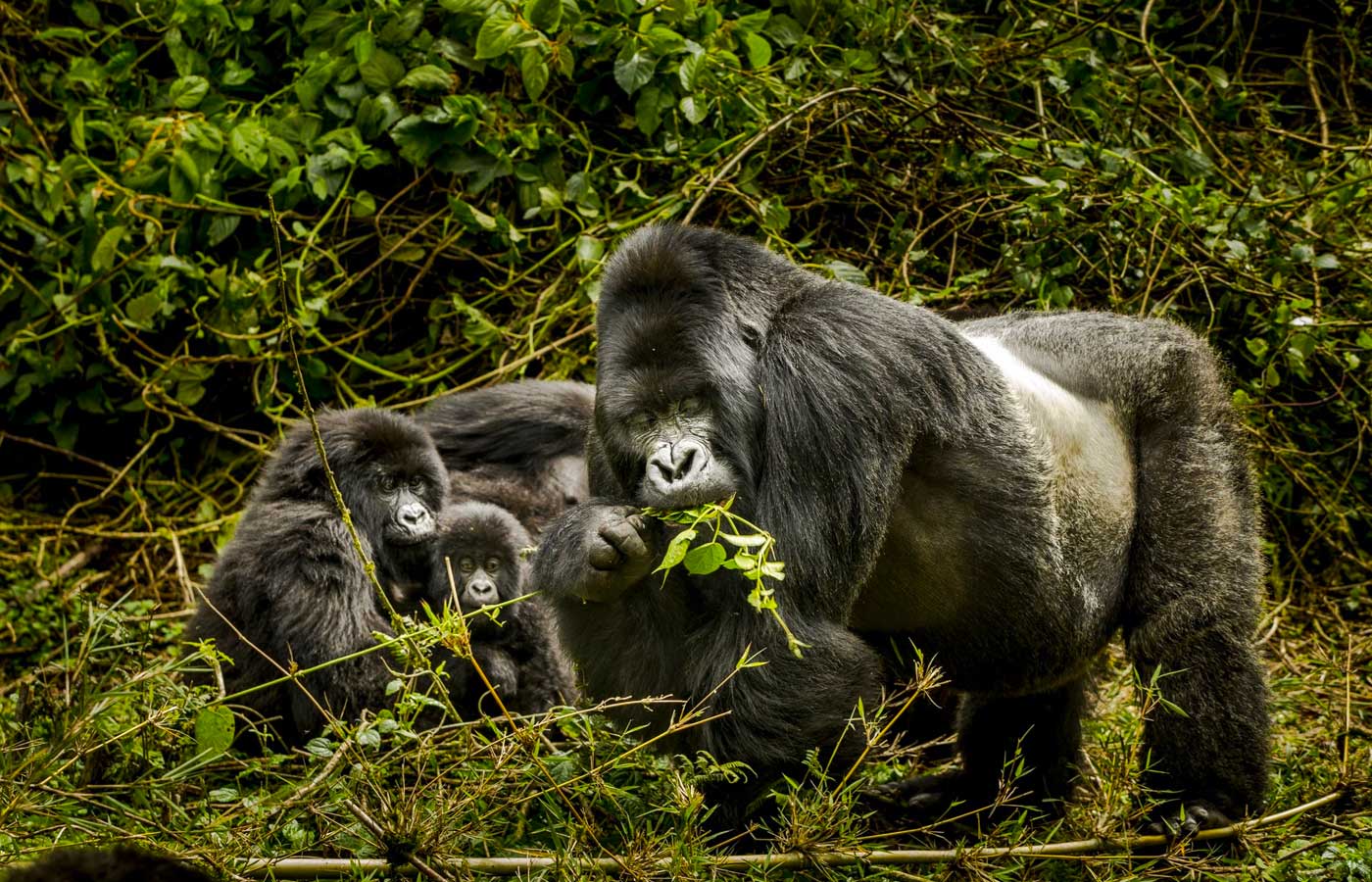 3-days-rwanda-gorilla-safari