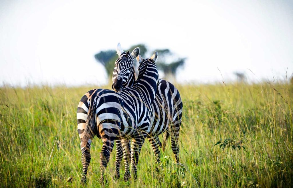 5-days-uganda-gorilla-wildlife-safari