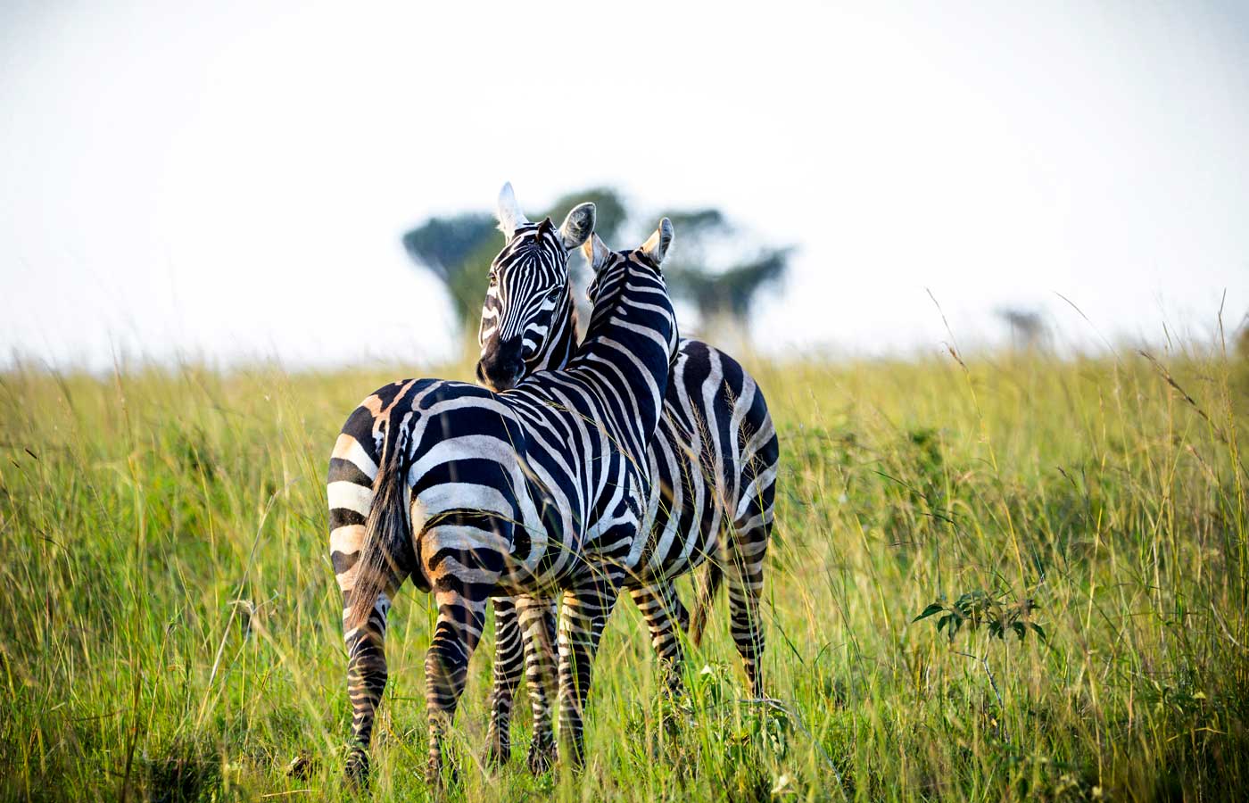 5-days-uganda-gorilla-wildlife-safari