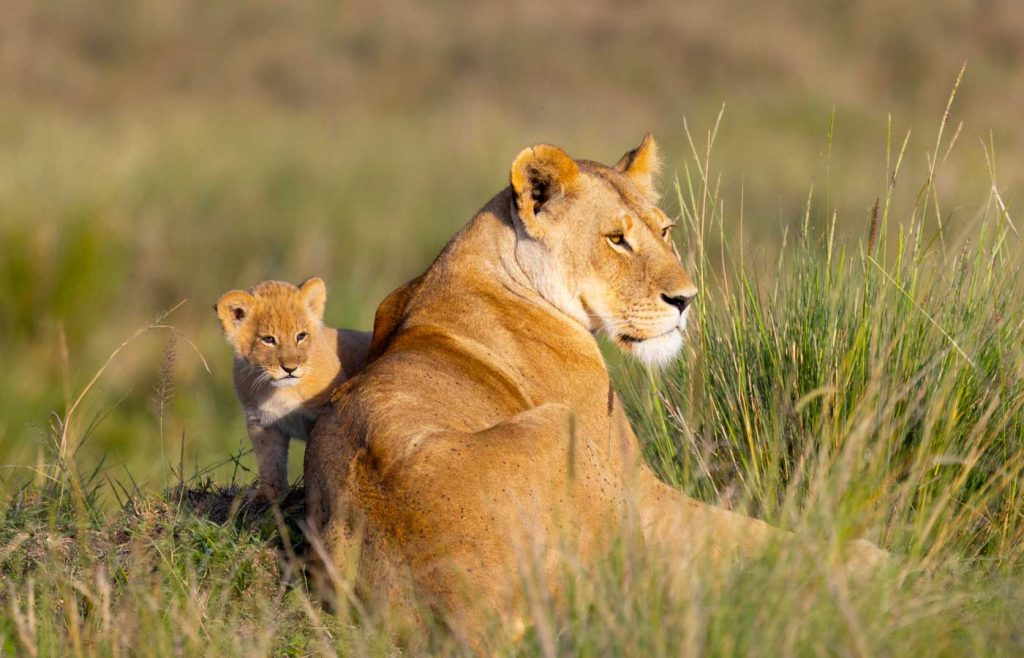 6-days-best-of-tanzania-safari