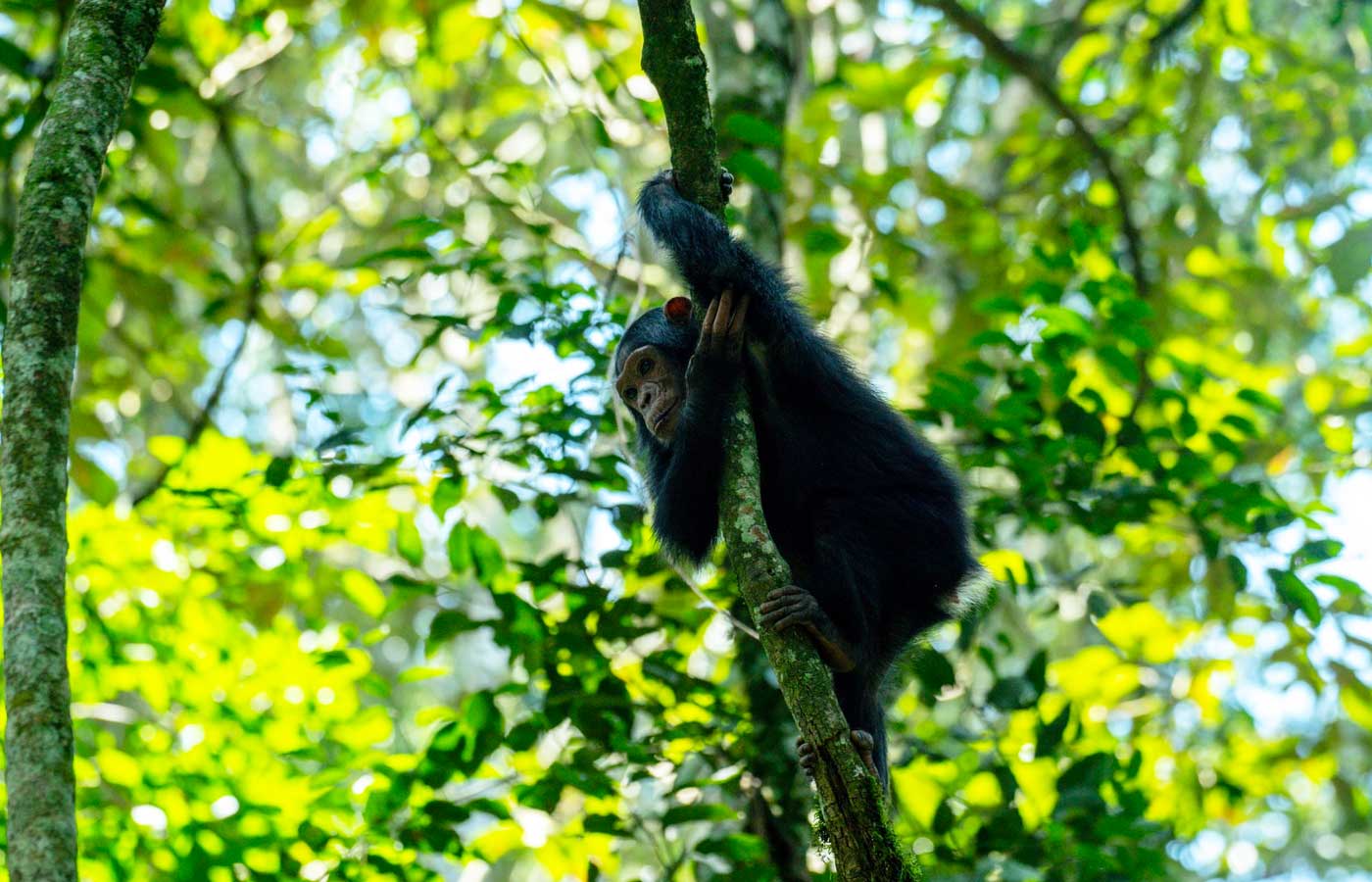 6-days-uganda-chimpanzee-wildlife-safari