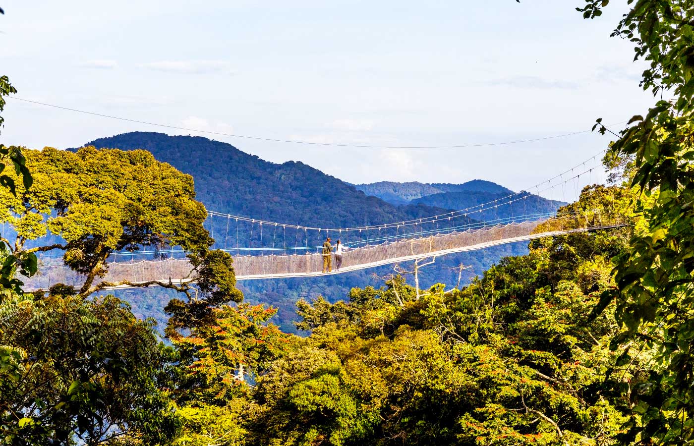 canopy-walk-experience