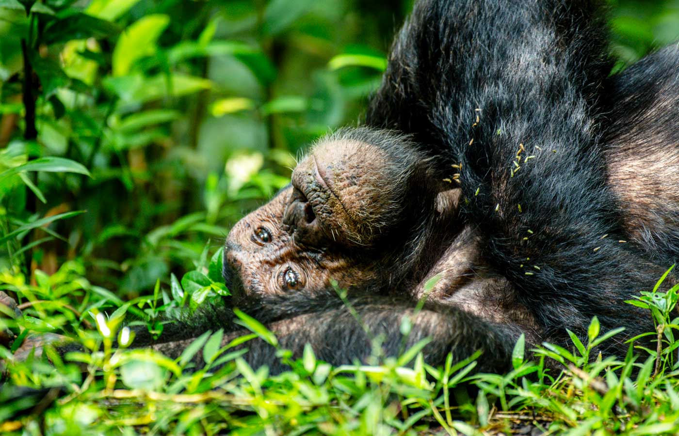 chimpanzee-tracking-experience