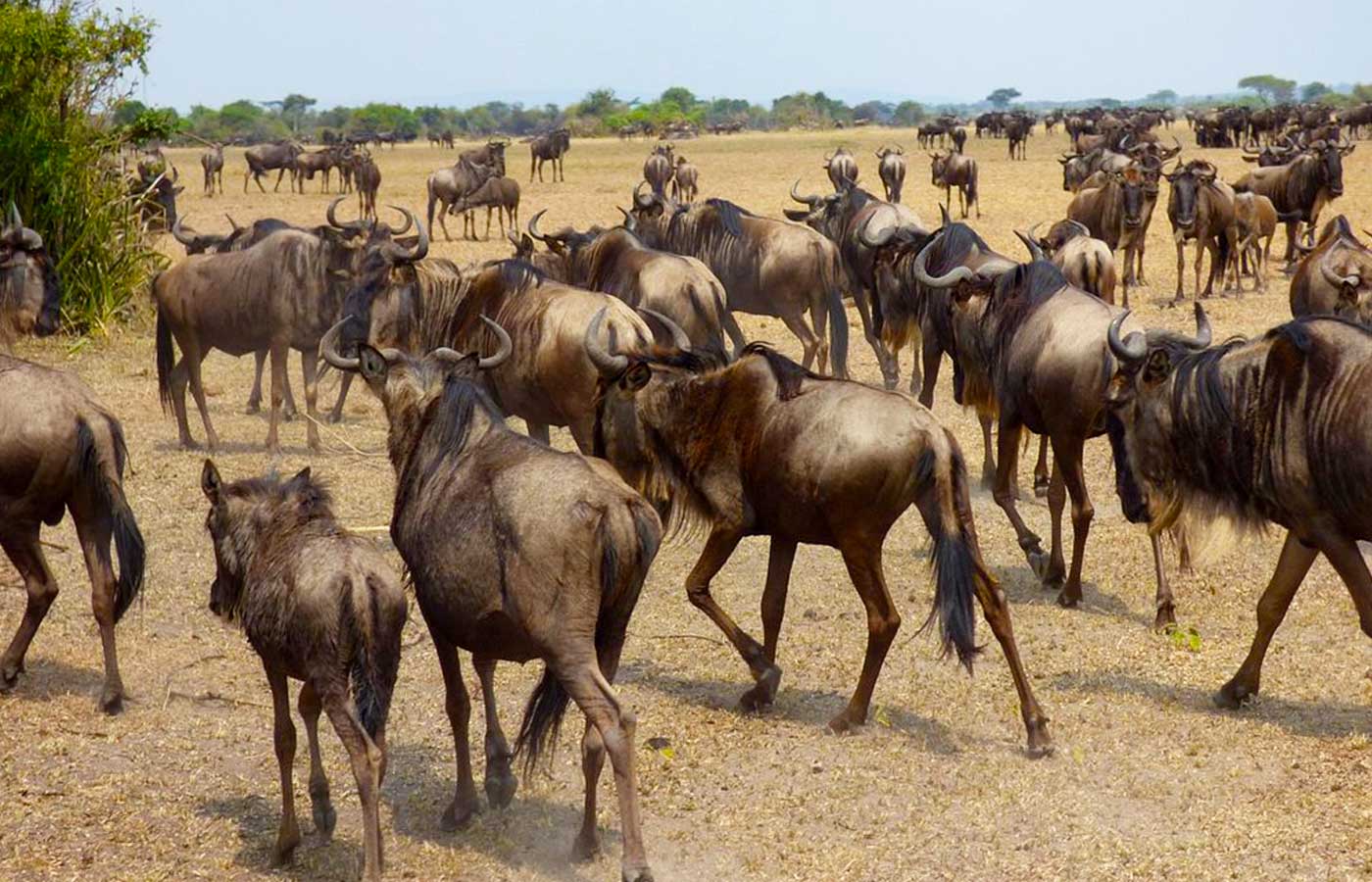 wildebeest-migration